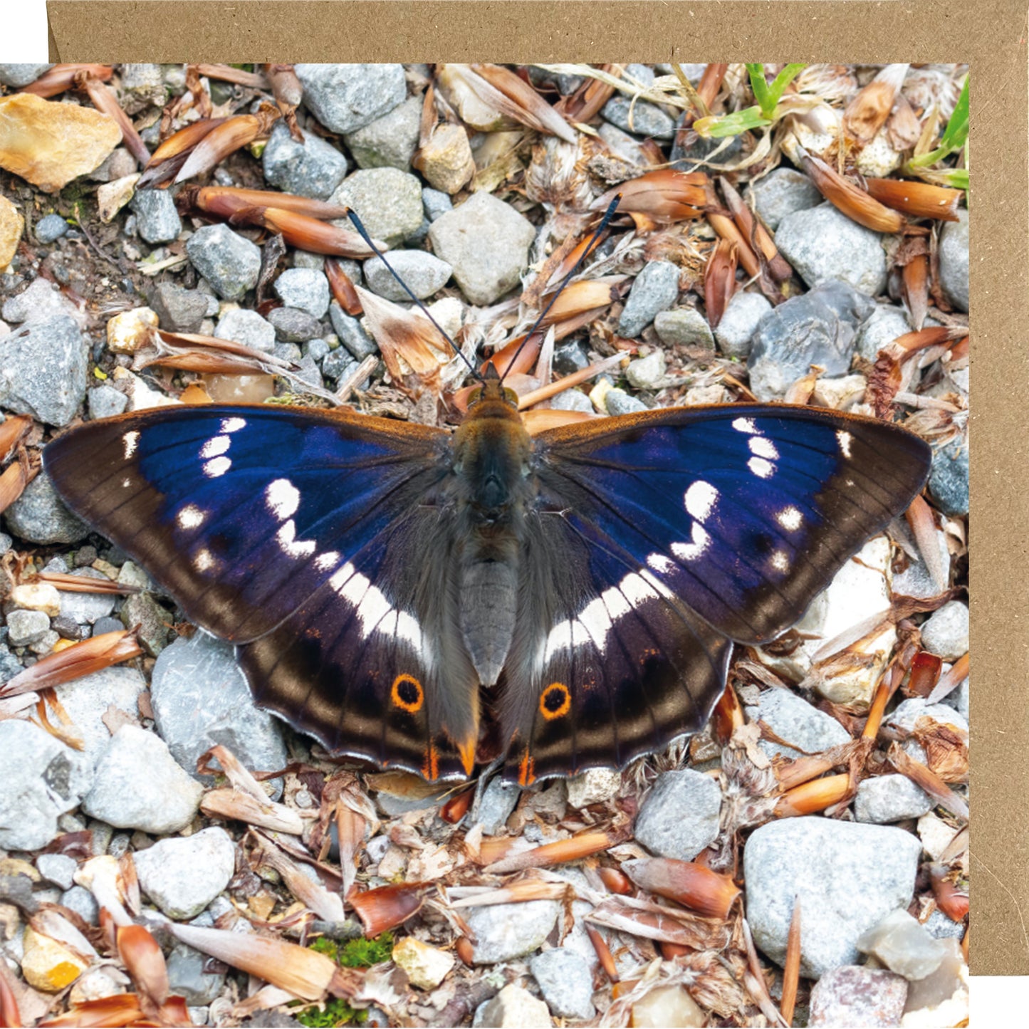 Purple emperor butterfly