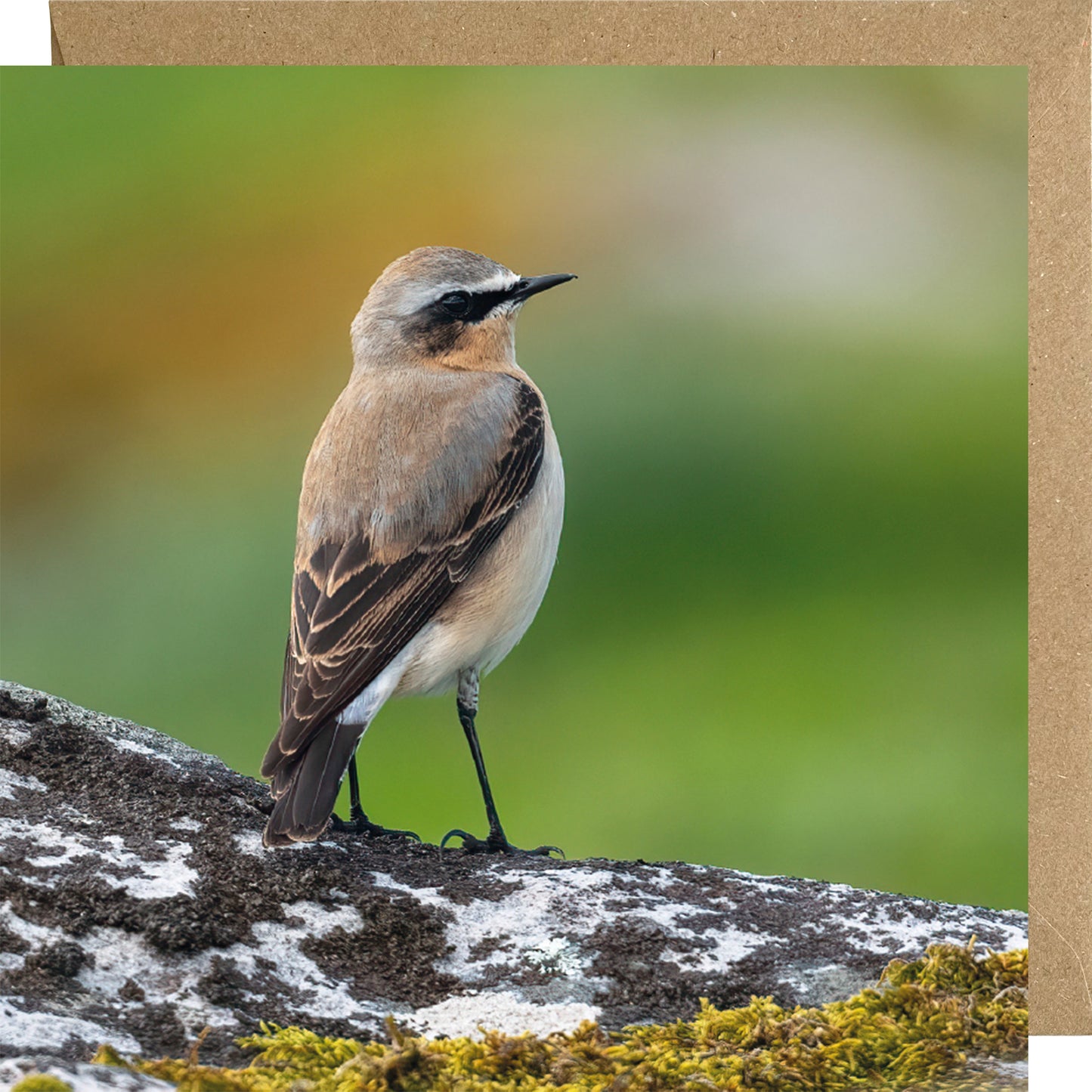 Wheatear