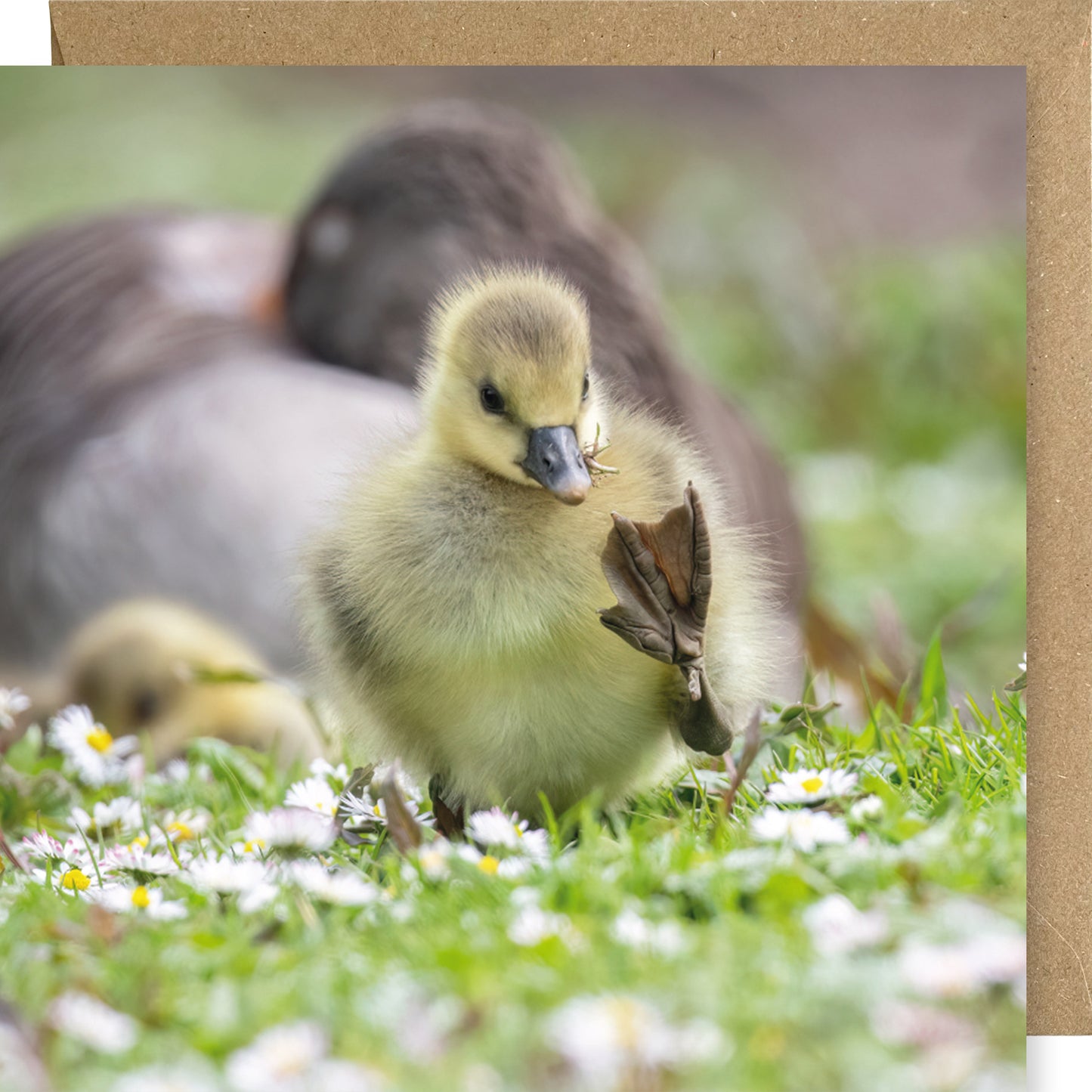 Greylag gosling