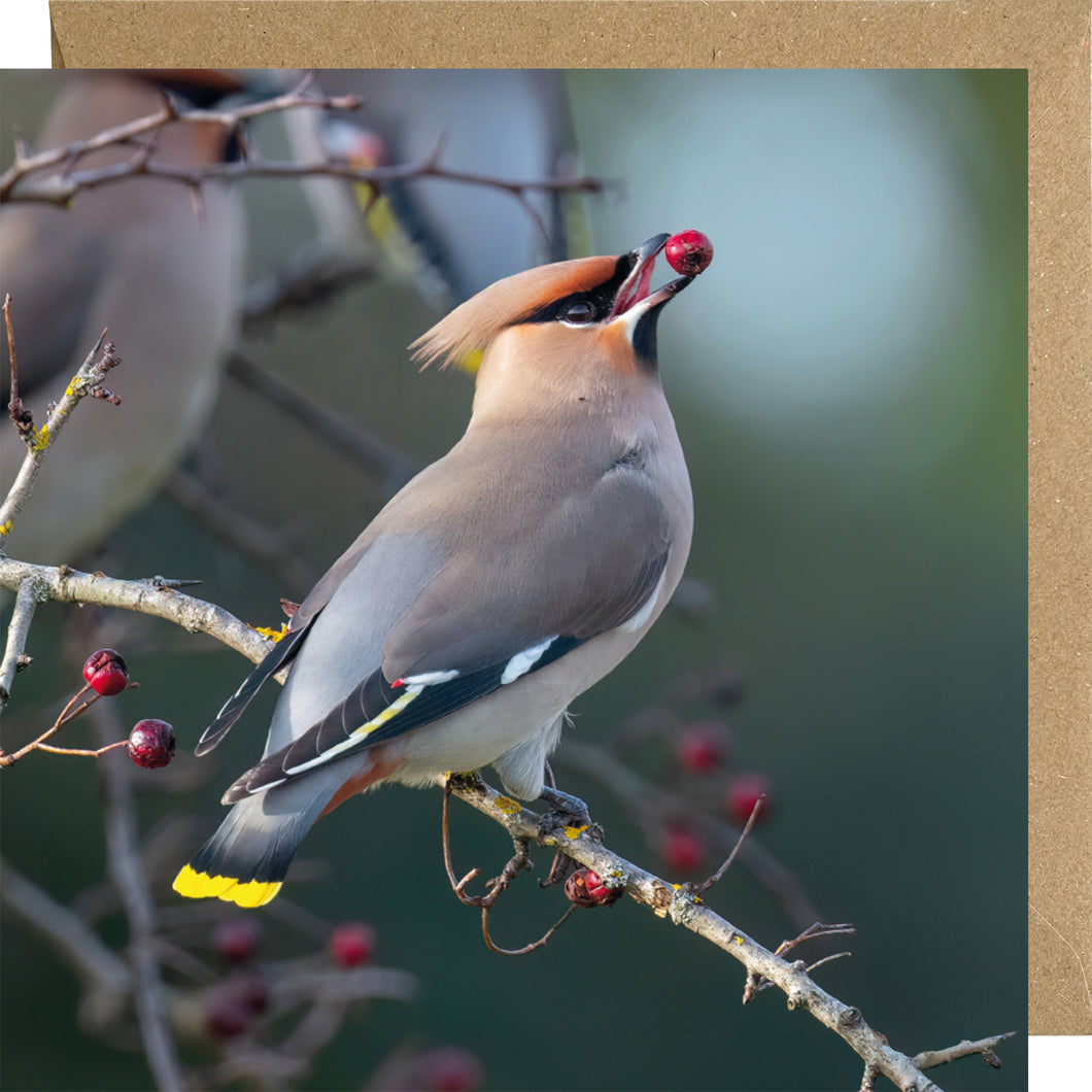 Waxwing