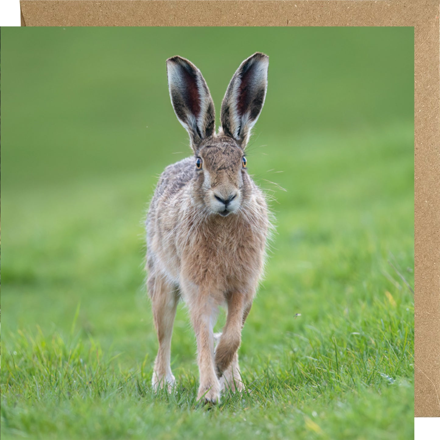 Brown hare