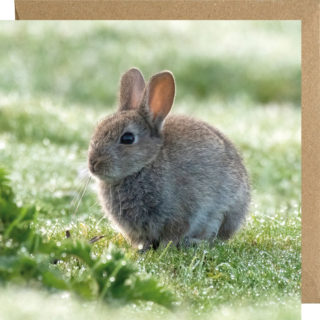 Baby rabbit