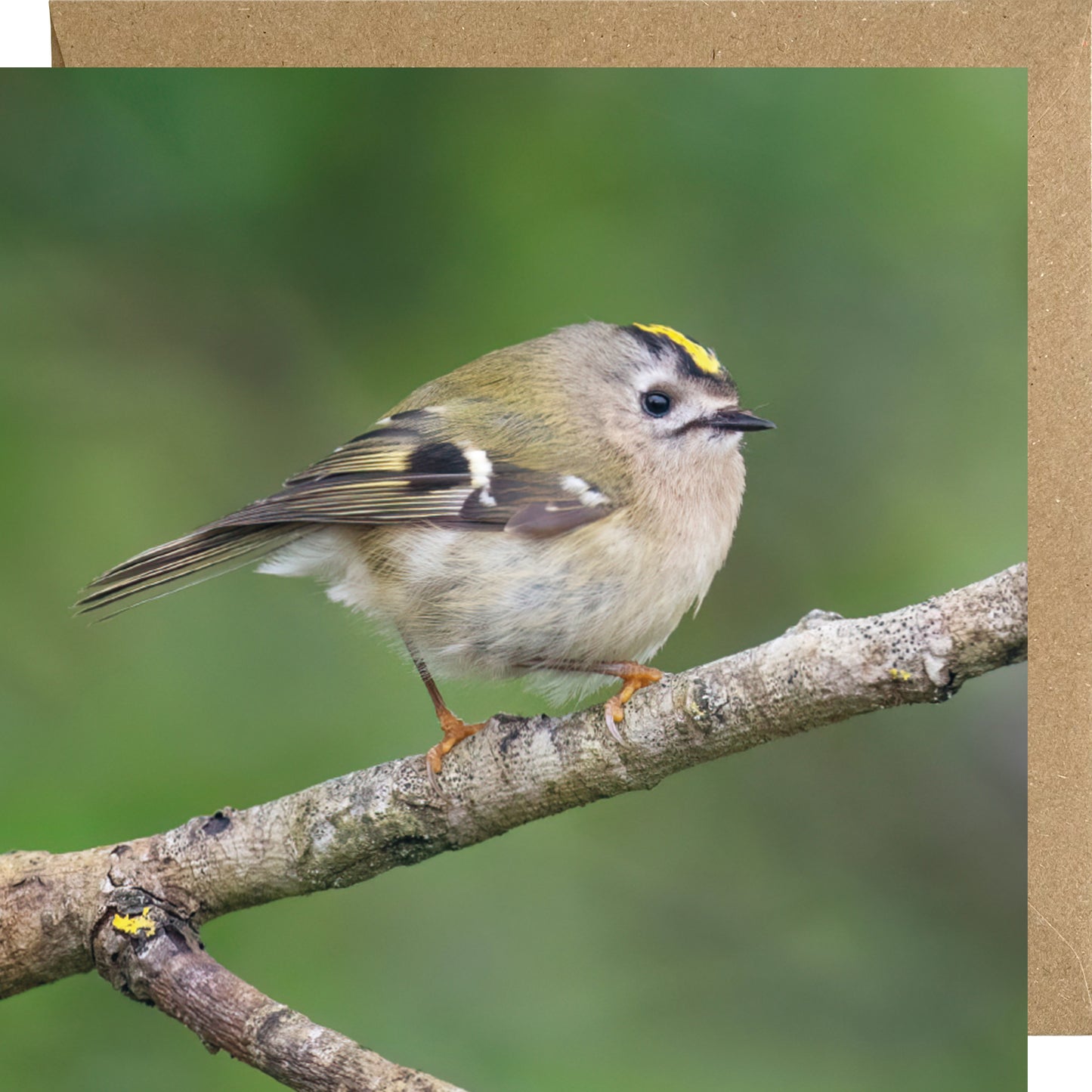 Goldcrest