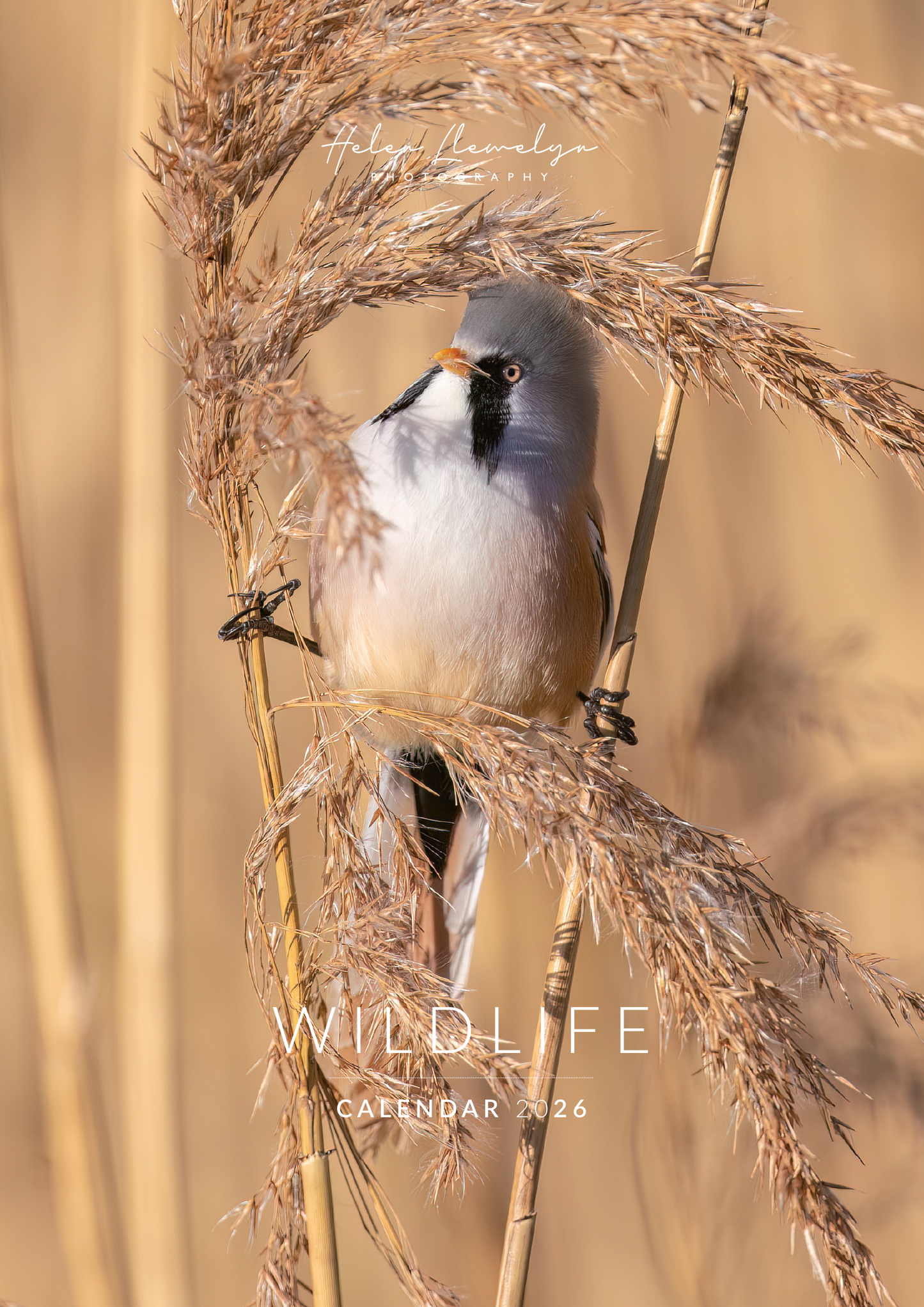 Wildlife calendar 2026 by Helen Llewelyn
