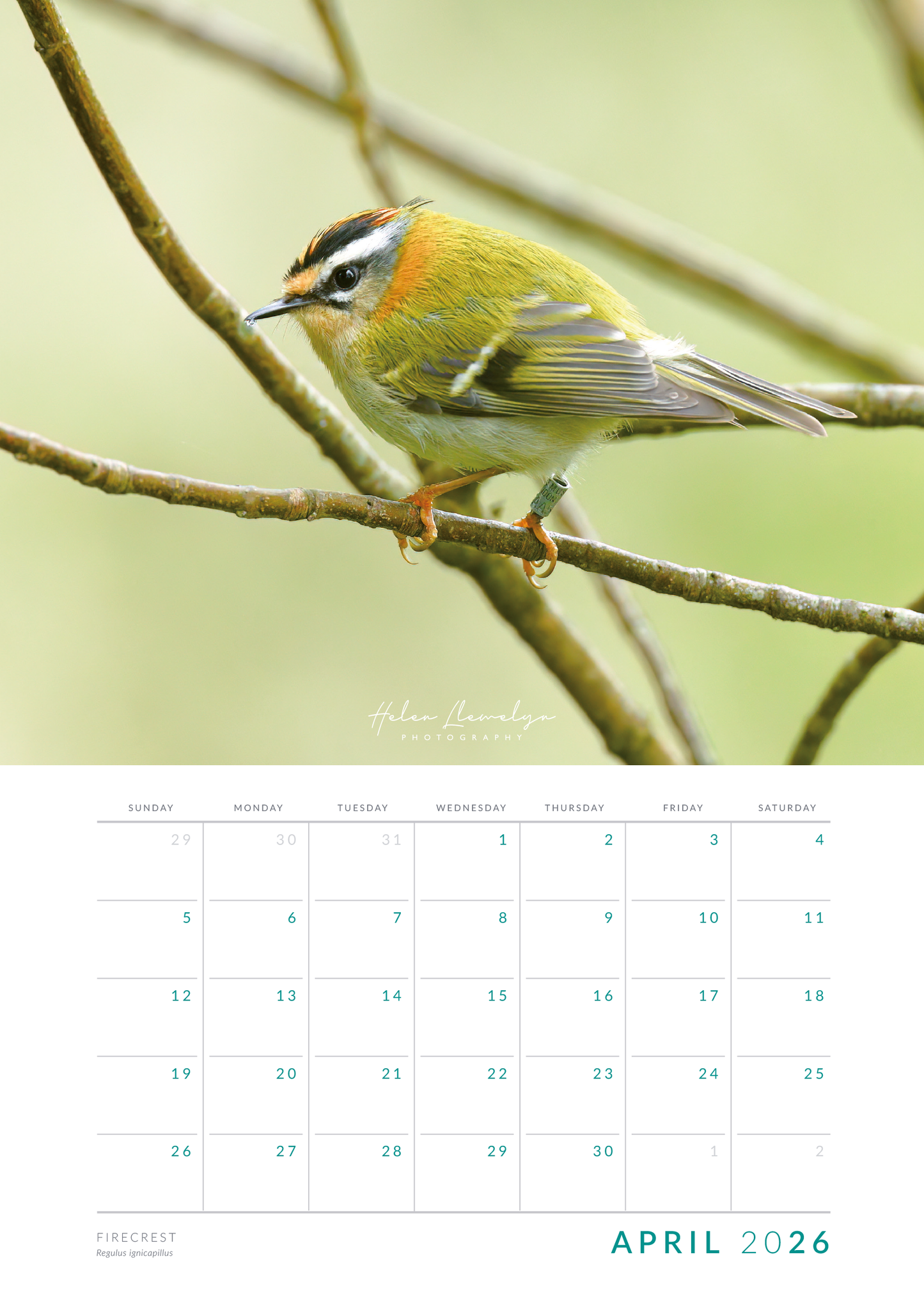 Wildlife calendar 2026 by Helen Llewelyn