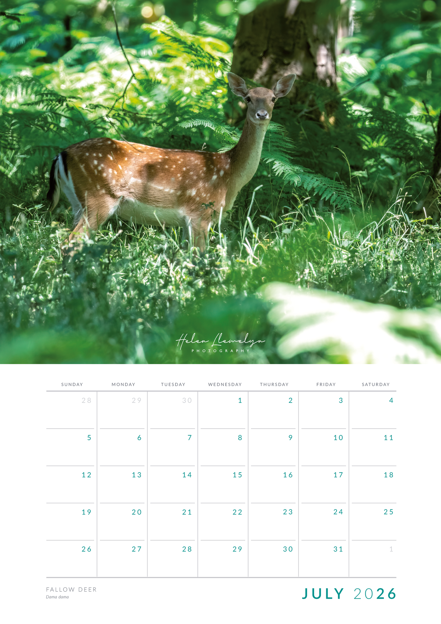 Wildlife calendar 2026 by Helen Llewelyn