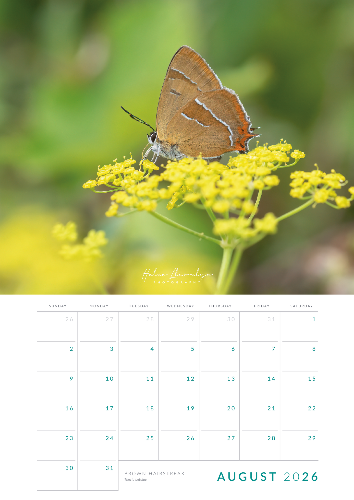Wildlife calendar 2026 by Helen Llewelyn