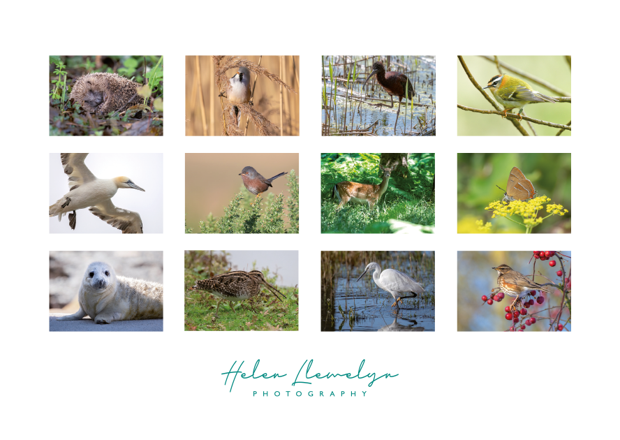Wildlife calendar 2026 by Helen Llewelyn